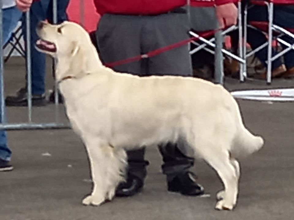 Les Golden Retriever de l'affixe Du Bois Du Golden Love