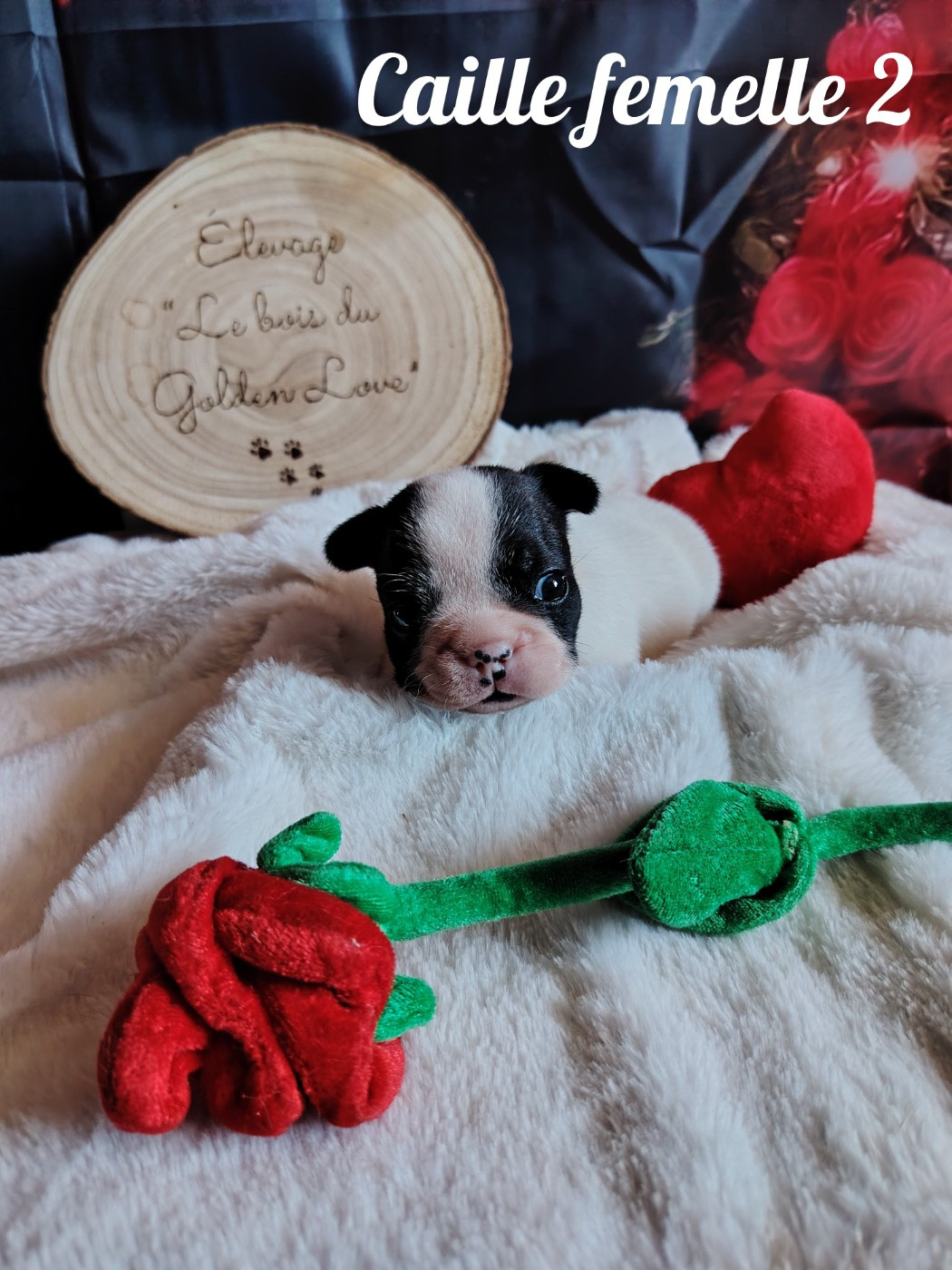 Du Bois Du Golden Love - Chiots disponibles - Bouledogue français